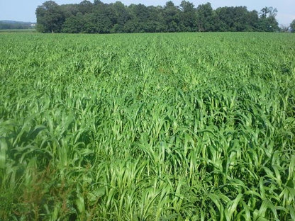 🌿Semillas Premium de pasto hibrido Sudangrass Nutri-King™ (Bolsa 1 KG) 🐄🐑🐐🌱