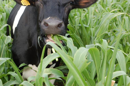 🌿Semillas Premium de pasto hibrido Sudangrass Nutri-King™ (Bolsa 1 KG) 🐄🐑🐐🌱