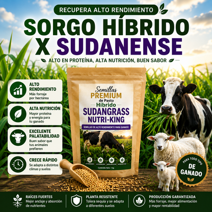 🌿Semillas Premium de pasto hibrido Sudangrass Nutri-King™ (Bolsa 1 KG) 🐄🐑🐐🌱